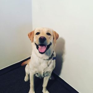  Fidelitas Development's Dog Samson